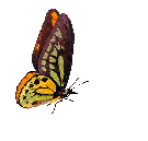 butterfly-animated-gif-45.gif